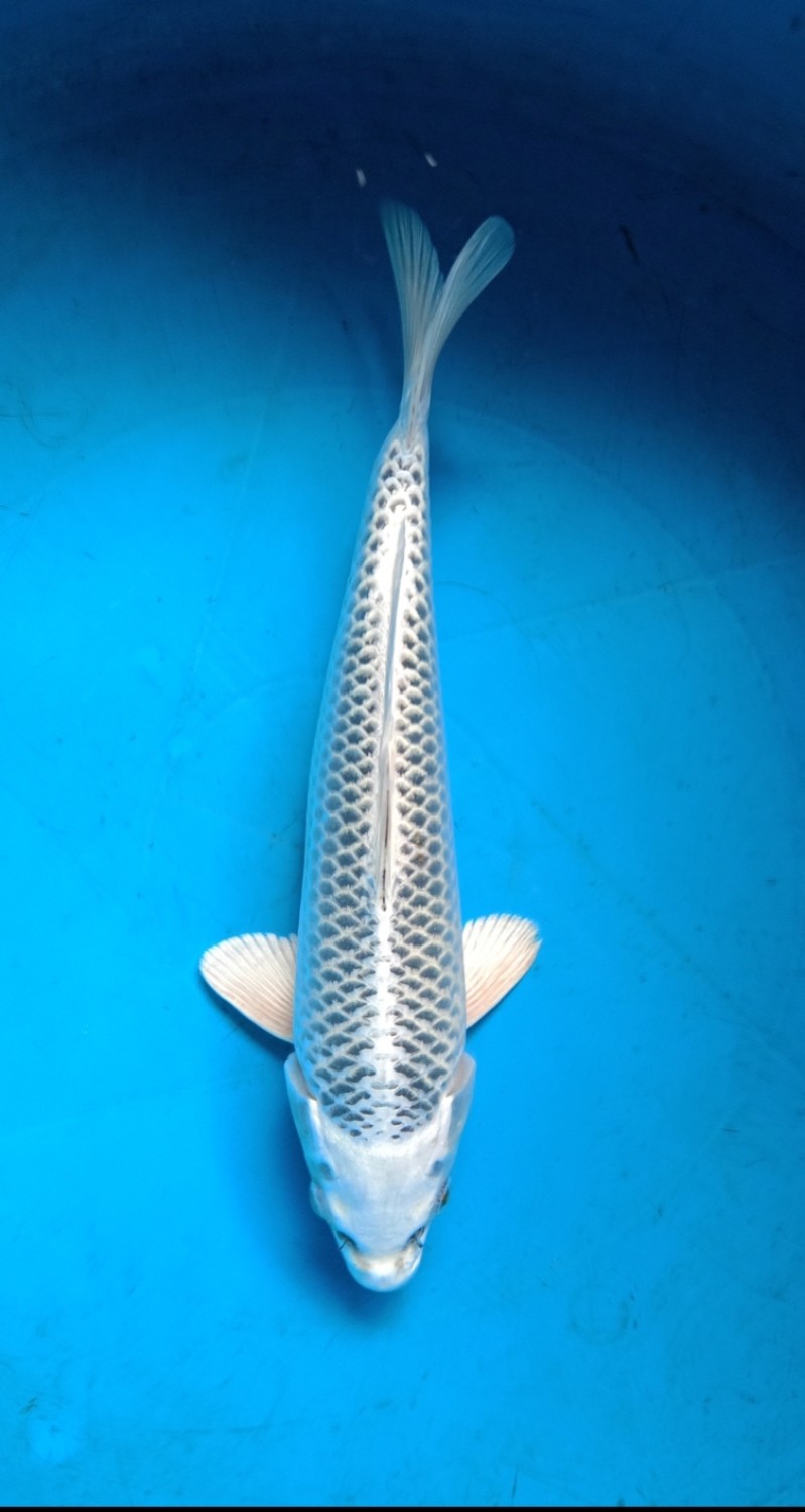 Juara 5