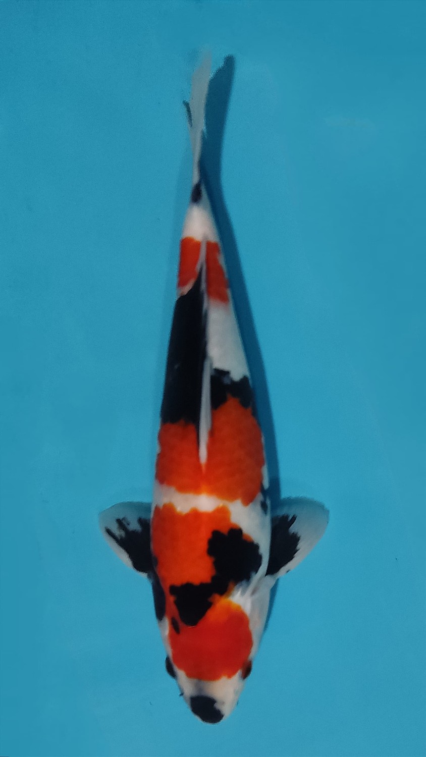 Juara 2