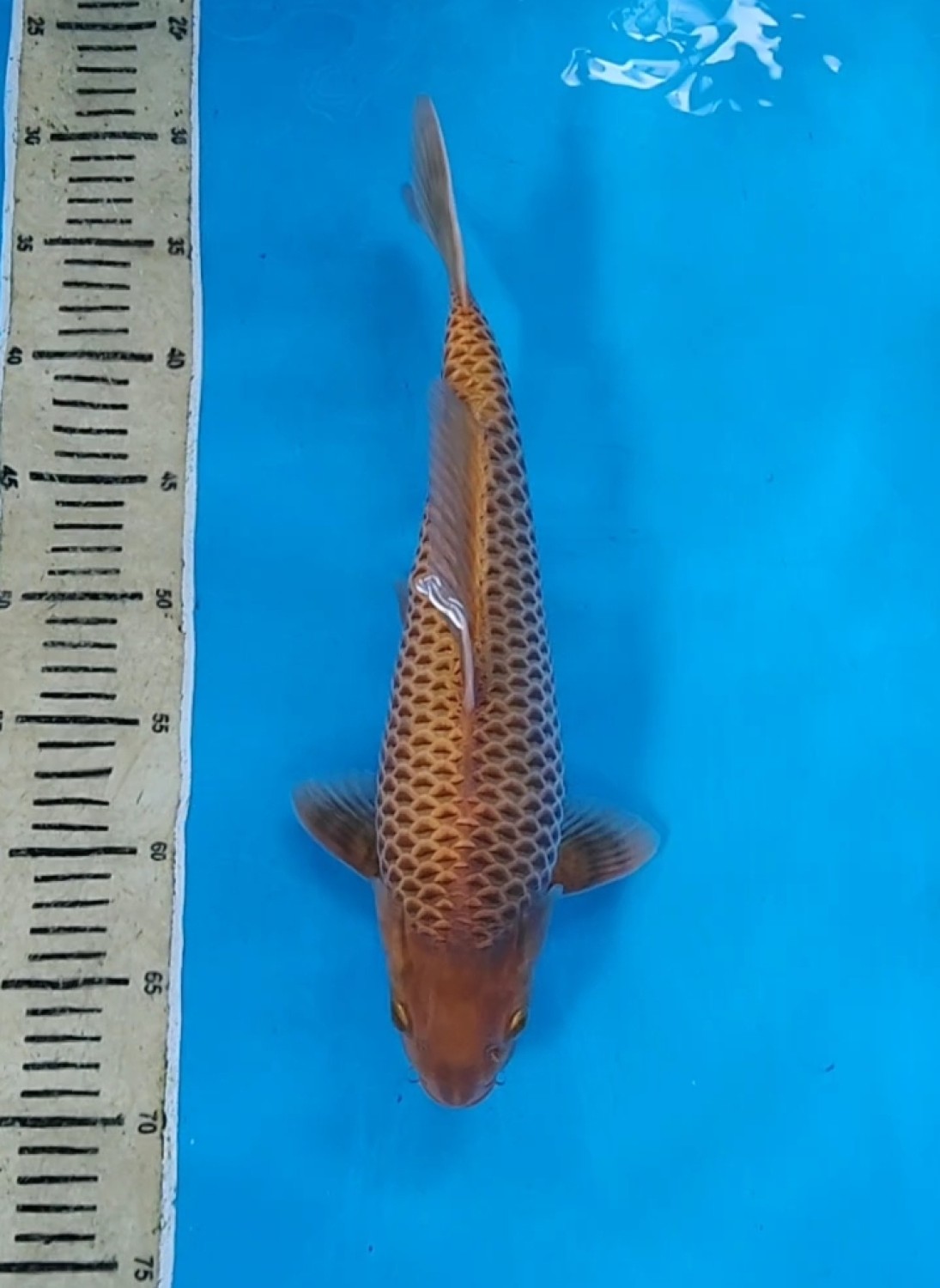 Juara 1