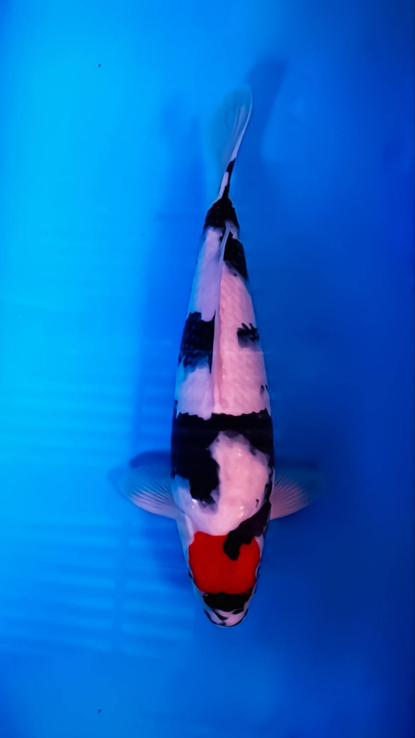 C. Anggrek Prize 36 - 40 cm