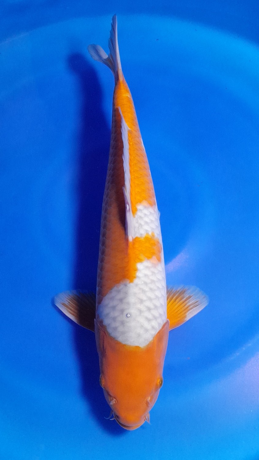 Juara 3