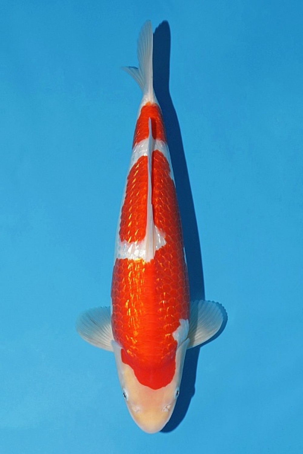 Juara 2