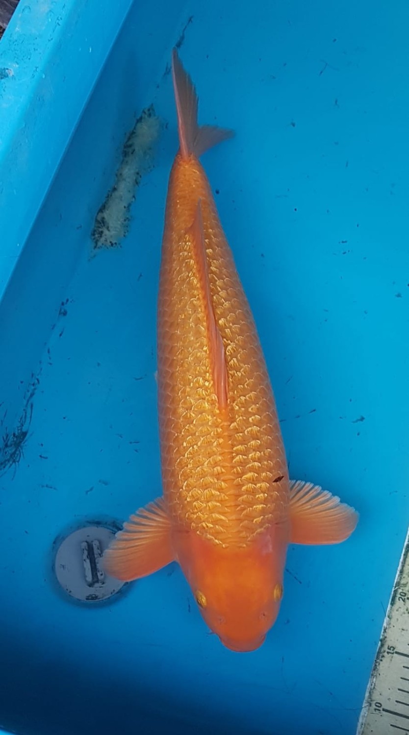 Juara 4
