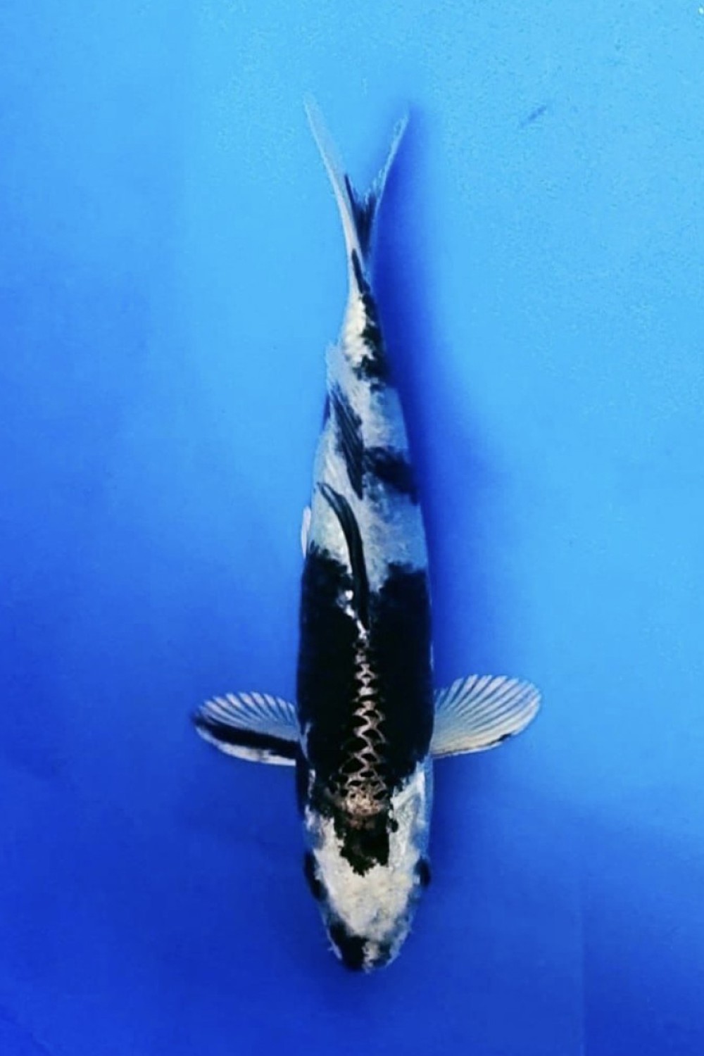 Juara 4