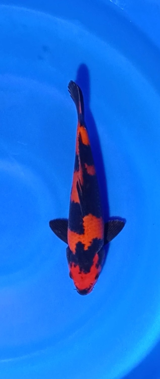 D. Cempaka Prize 31 - 35 cm