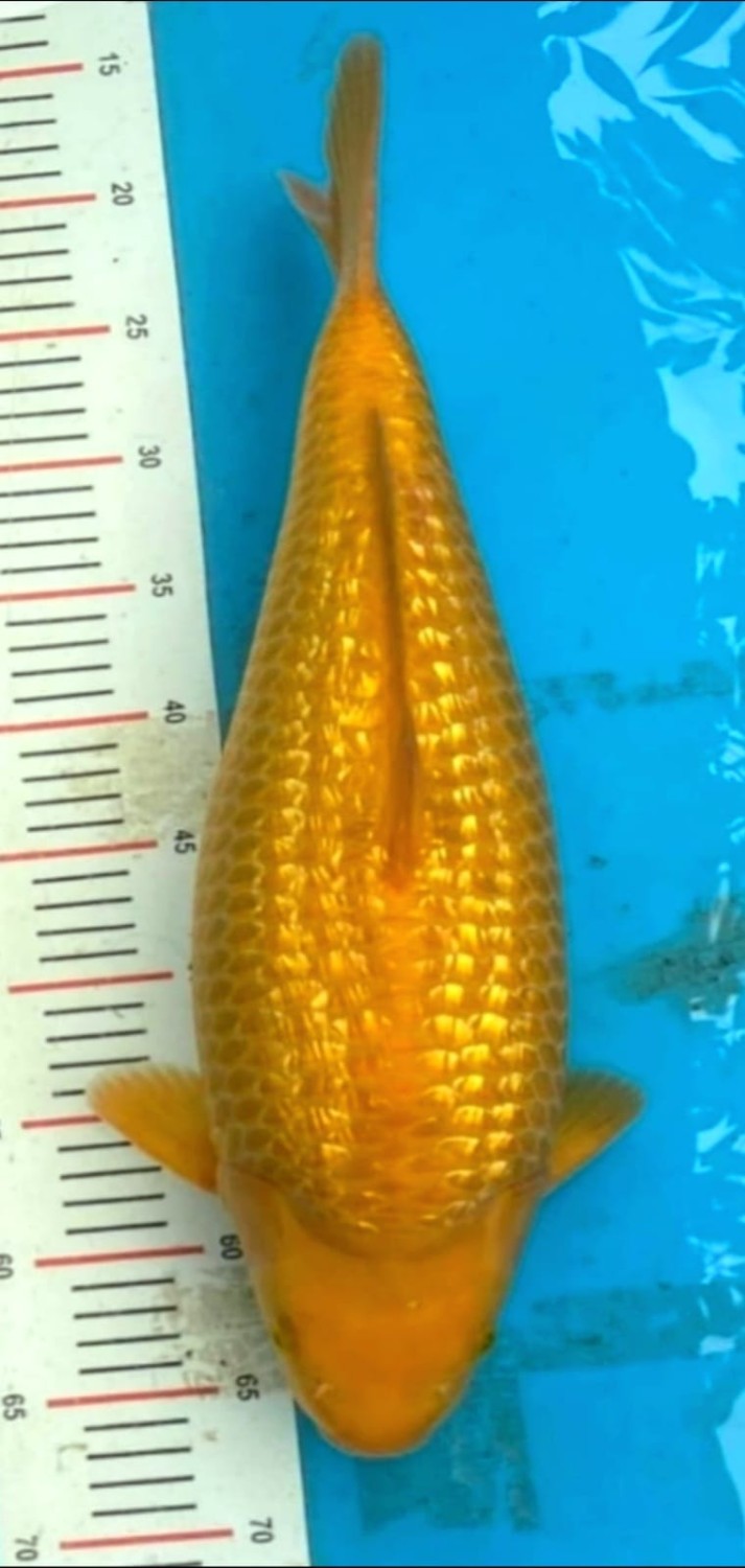 Juara 1
