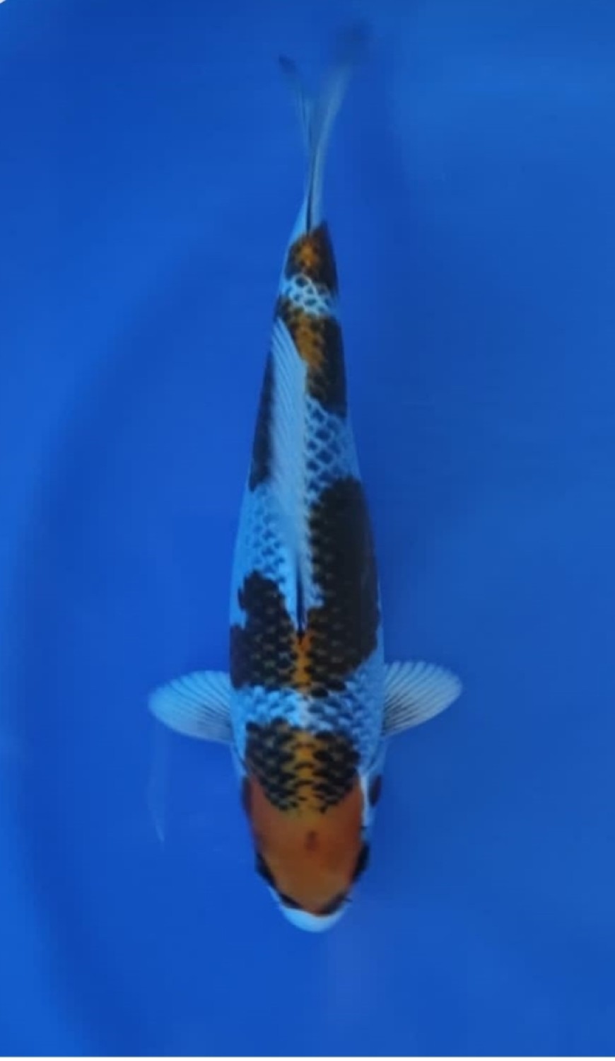 Juara 1