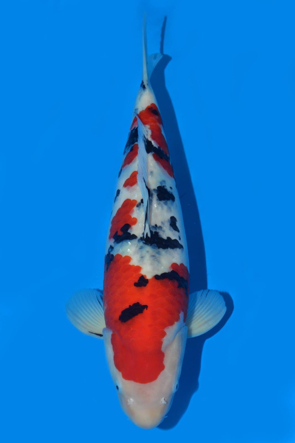 Juara 1