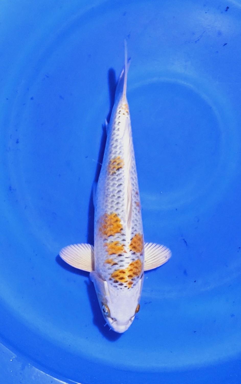 Juara 4