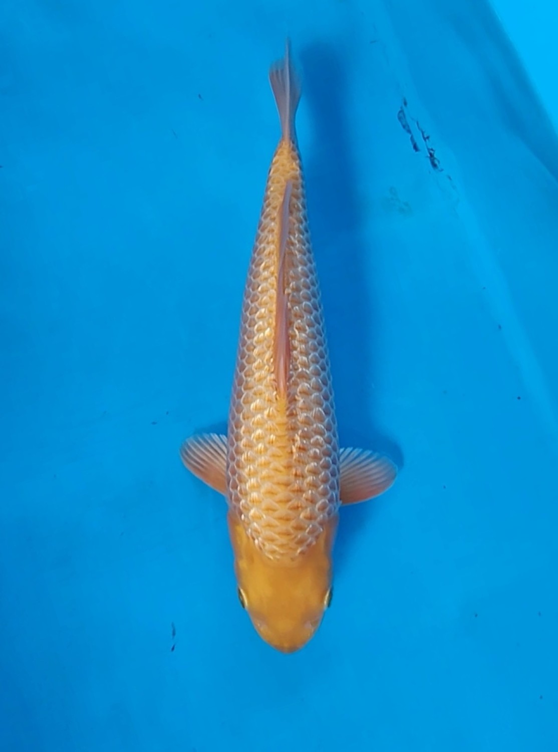 Juara 1