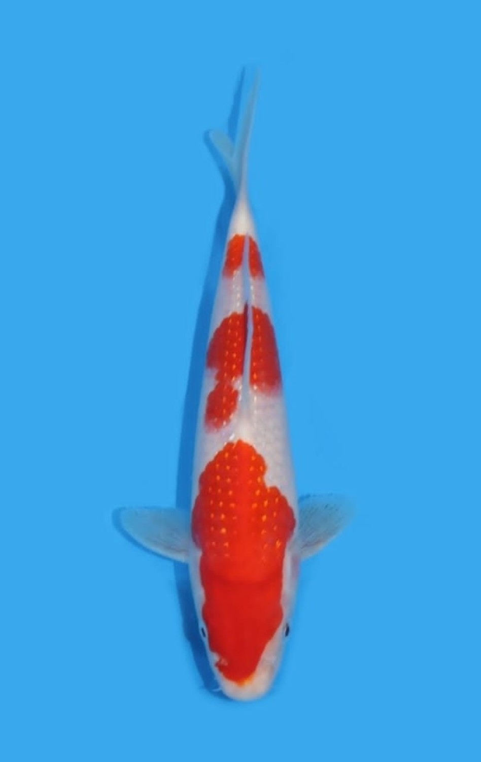Juara 4