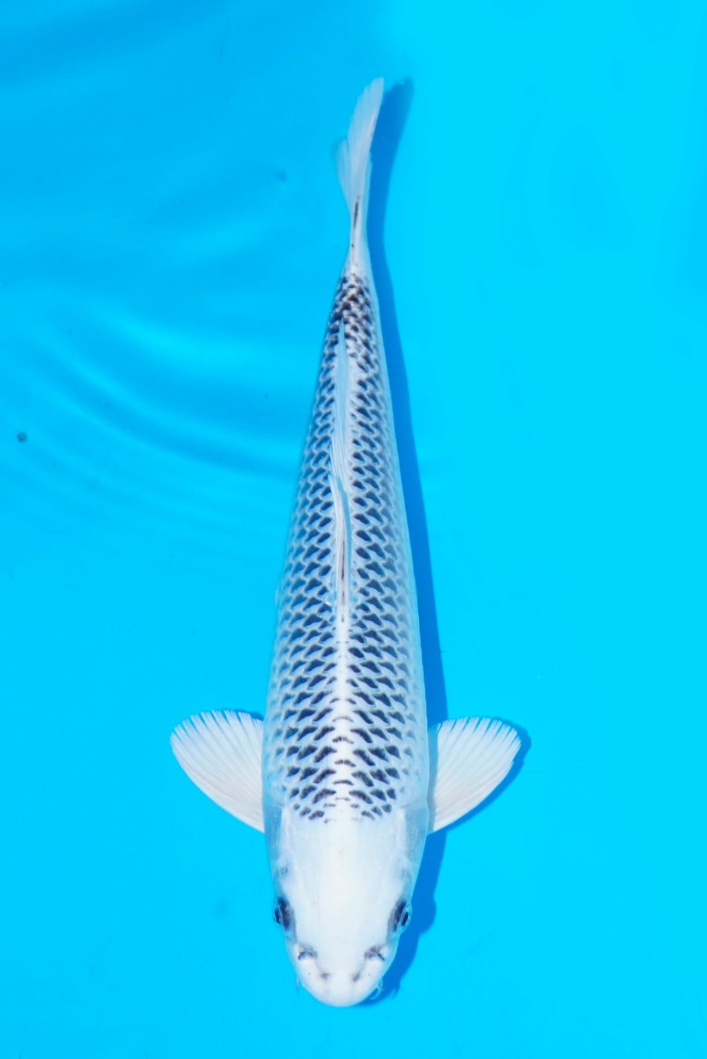 Juara 2