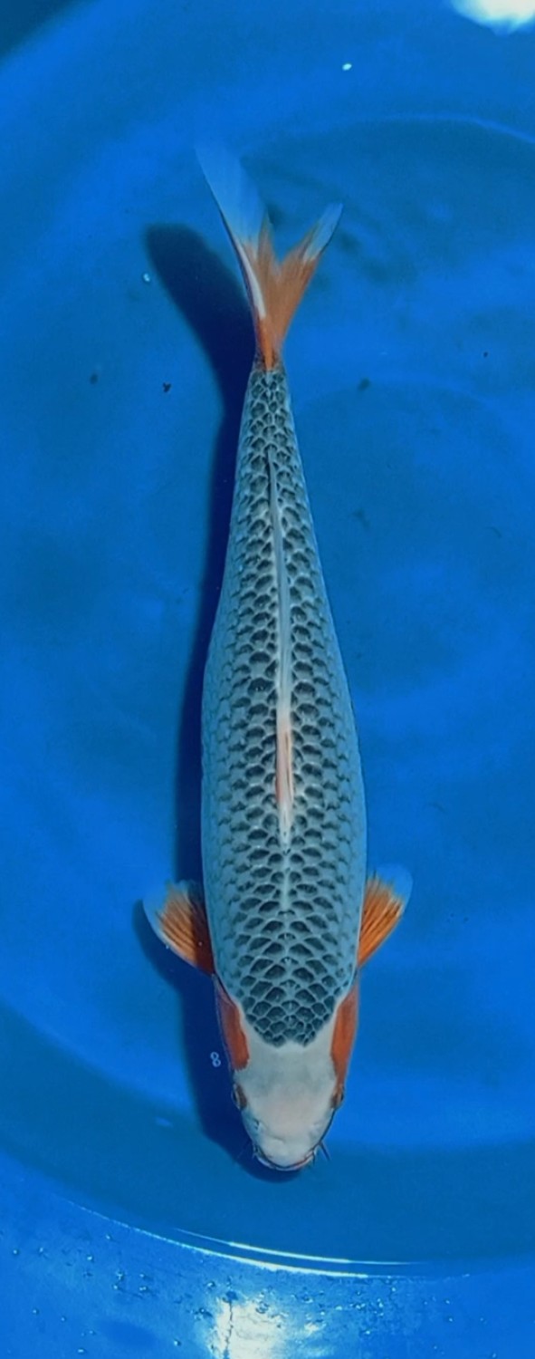 Juara 1