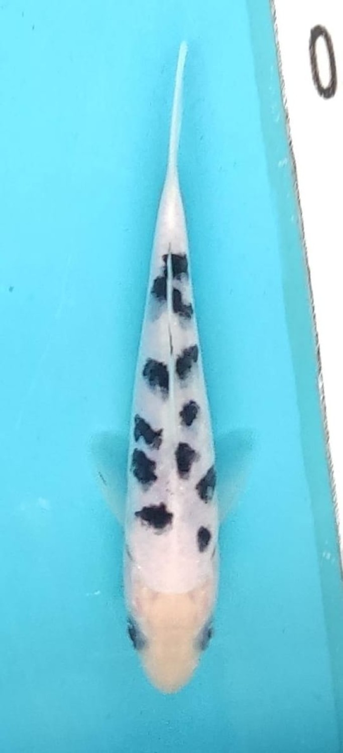 Juara 1