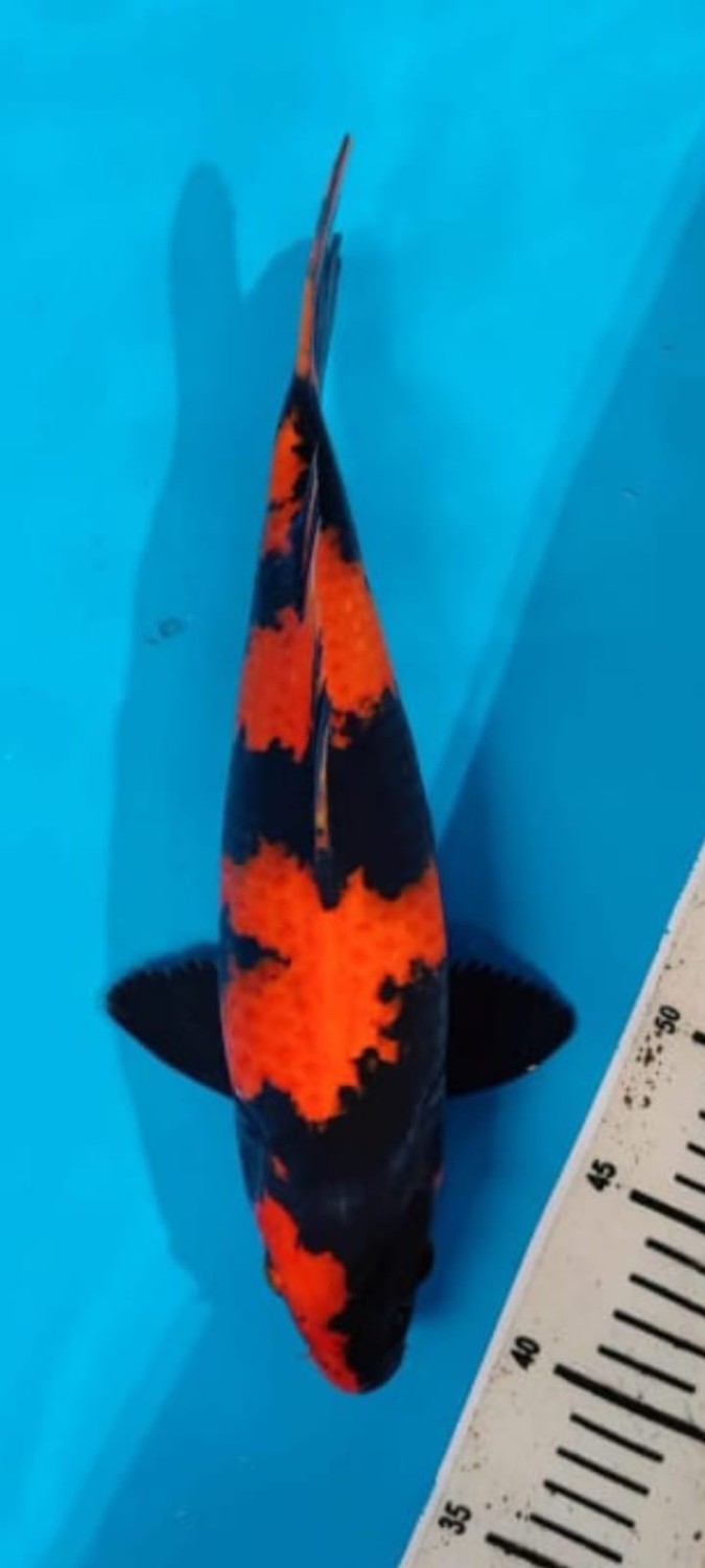 Juara 3