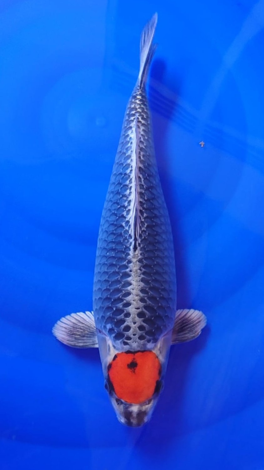 Juara 3