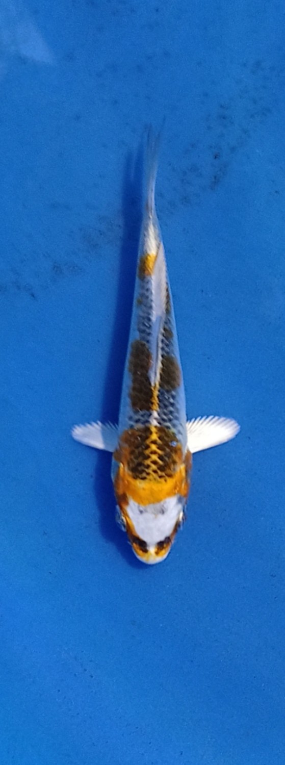 Juara 2