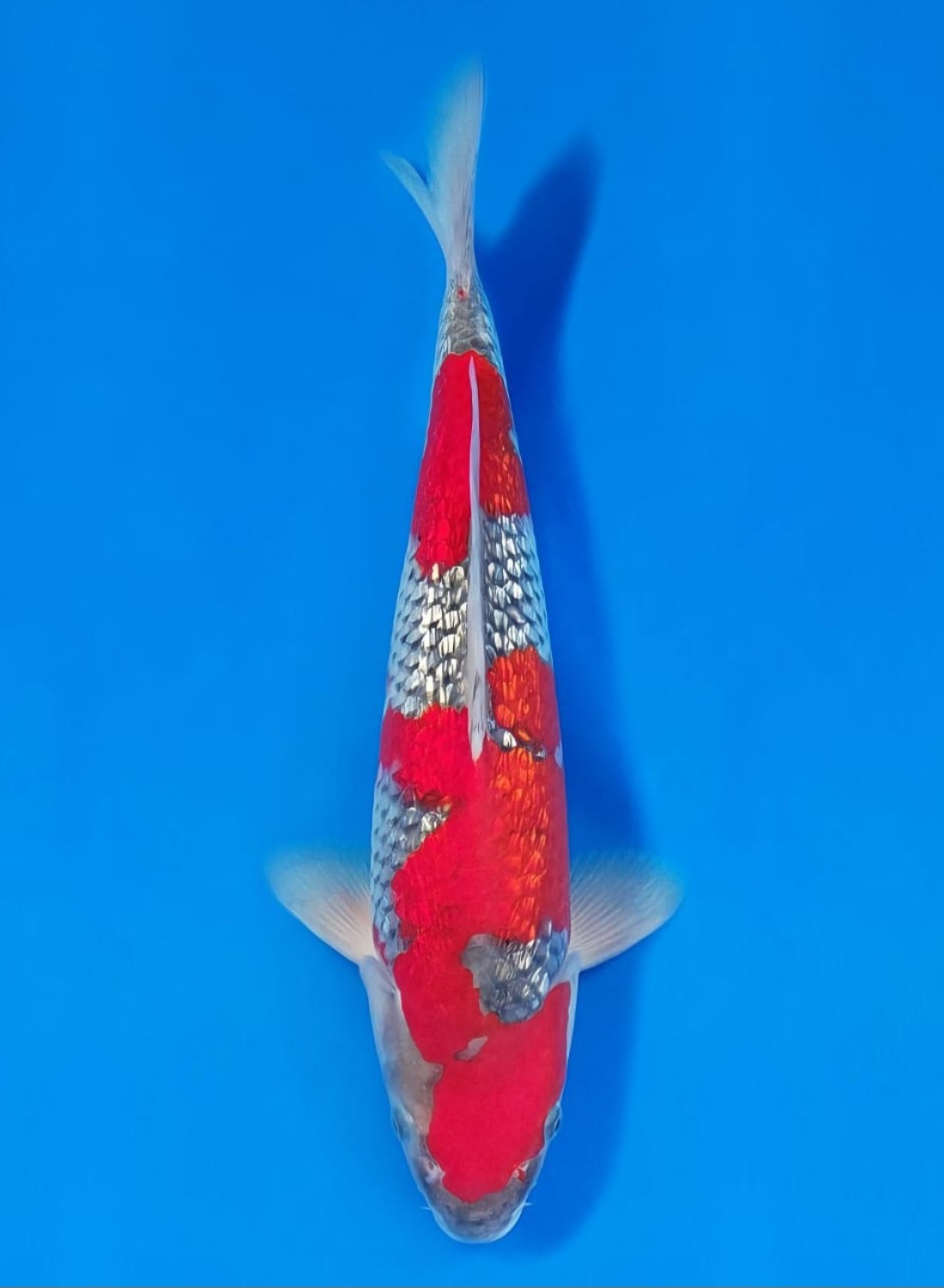 Juara 4