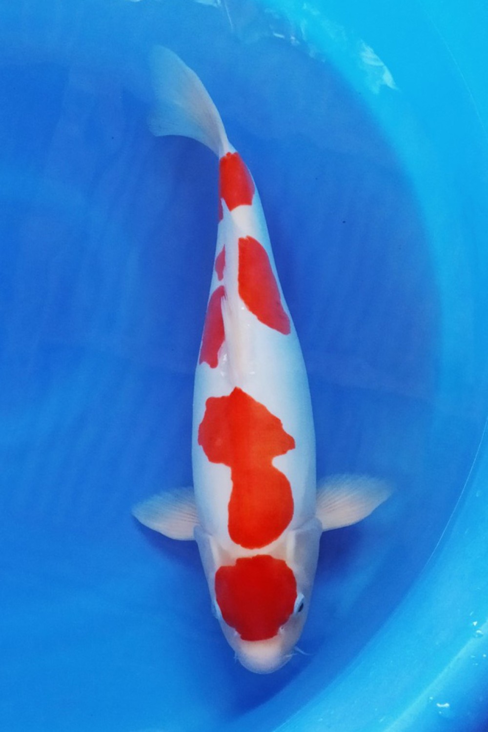 Juara 5