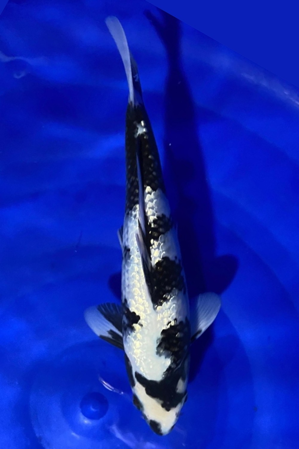 C. Anggrek Prize 26 - 30 cm