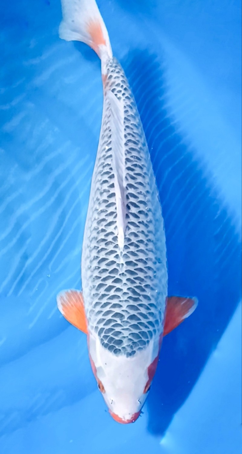Juara 2