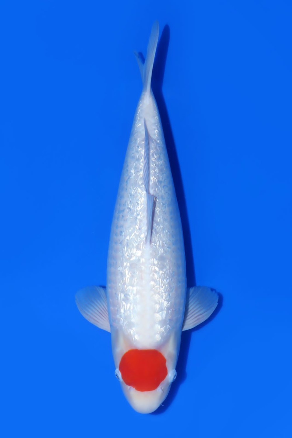 Juara 2