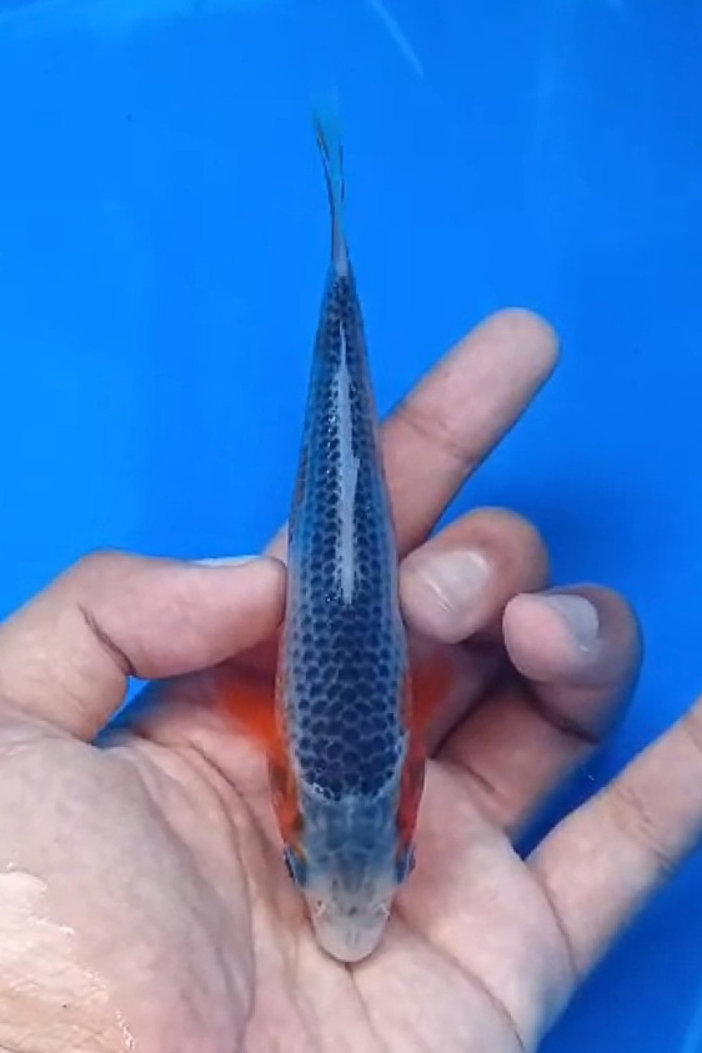 Juara 2