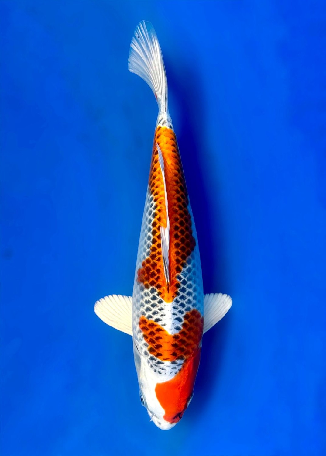 Juara 3