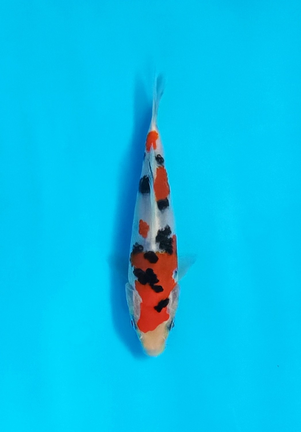 Juara 2