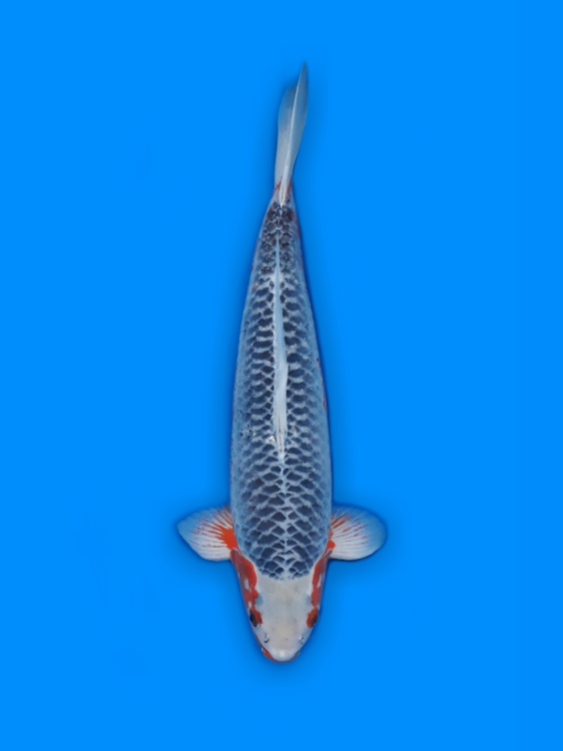 Juara 1