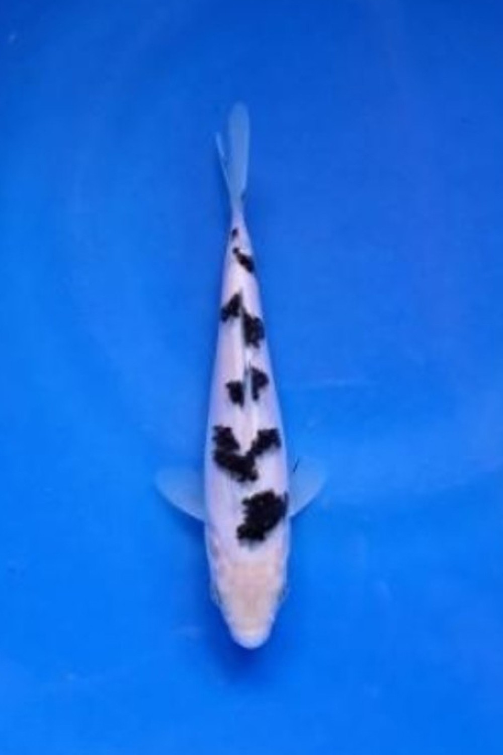 D. Cempaka Prize 13 - 15 cm
