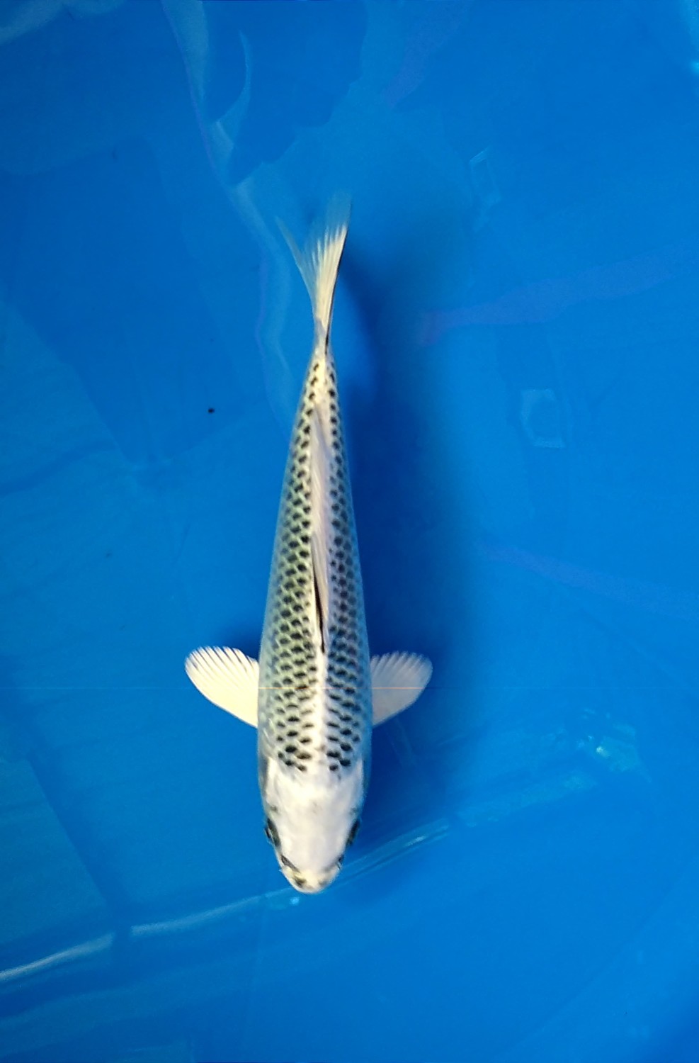 Juara 2