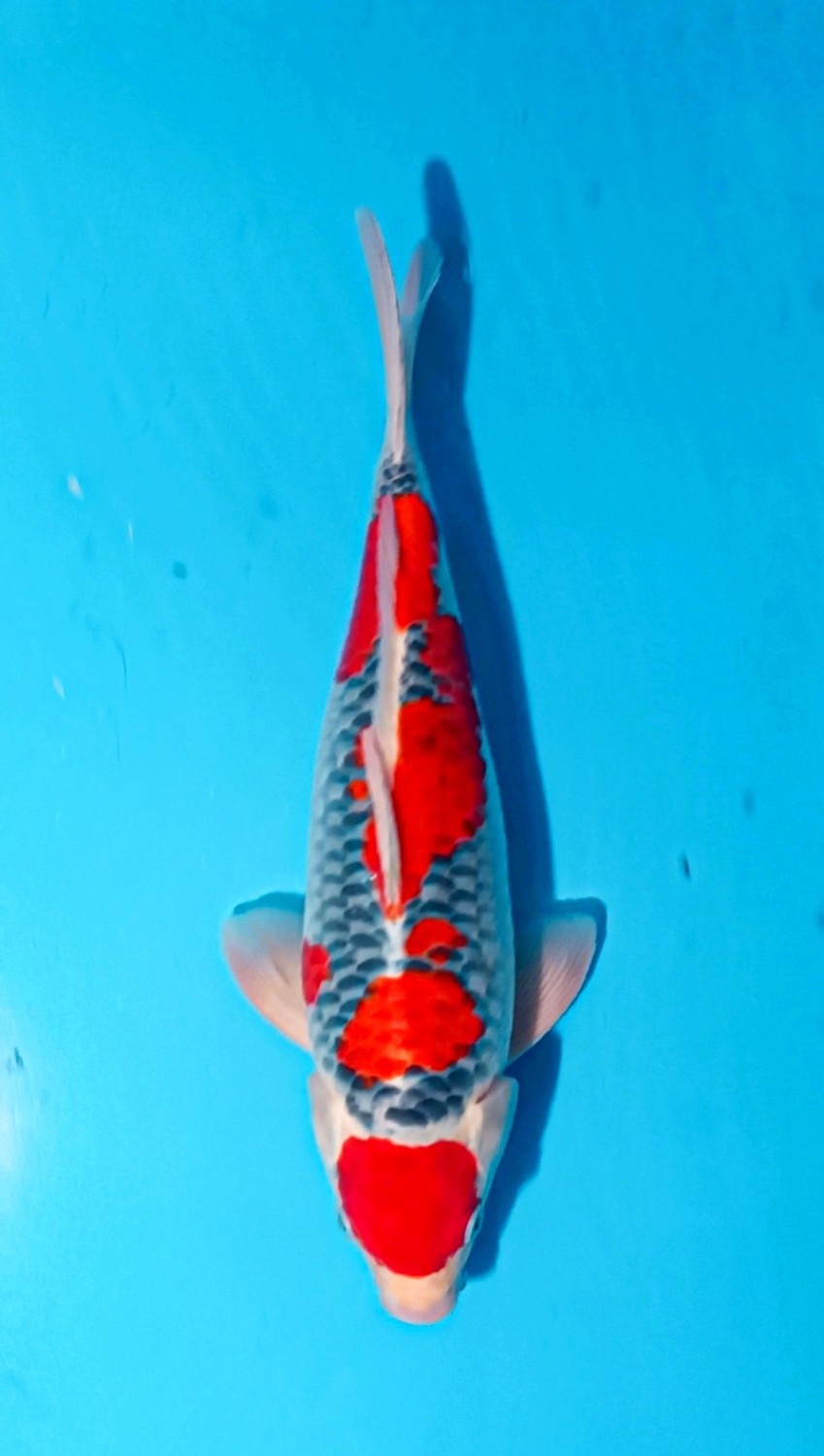Juara 1