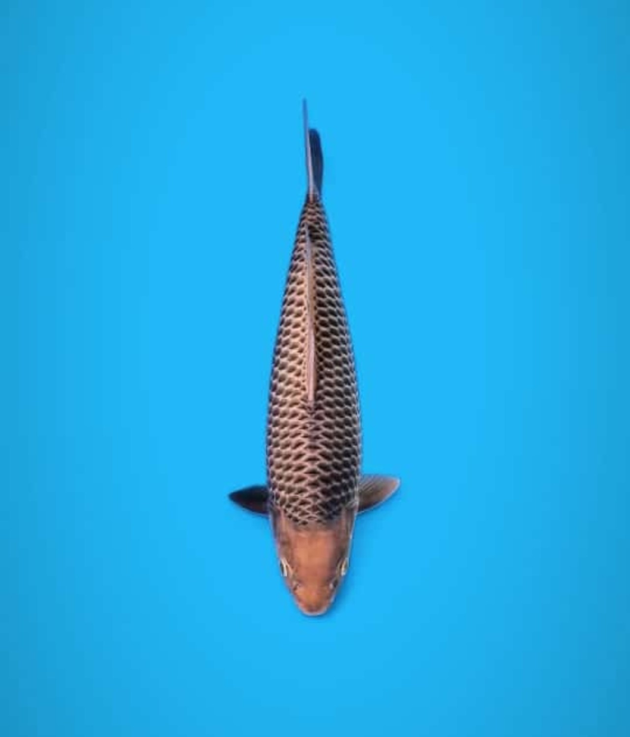 E. Kamboja Prize 36 - 40 cm
