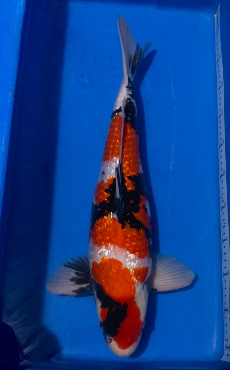 Juara 3