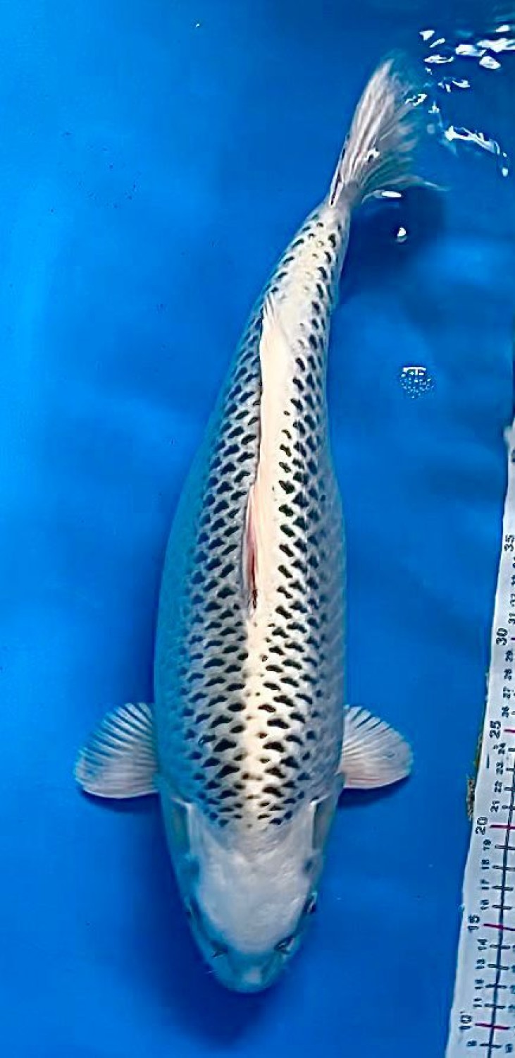 Juara 2