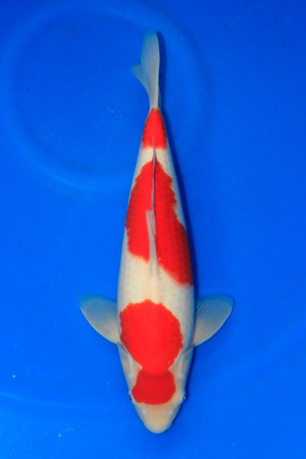 Juara 1