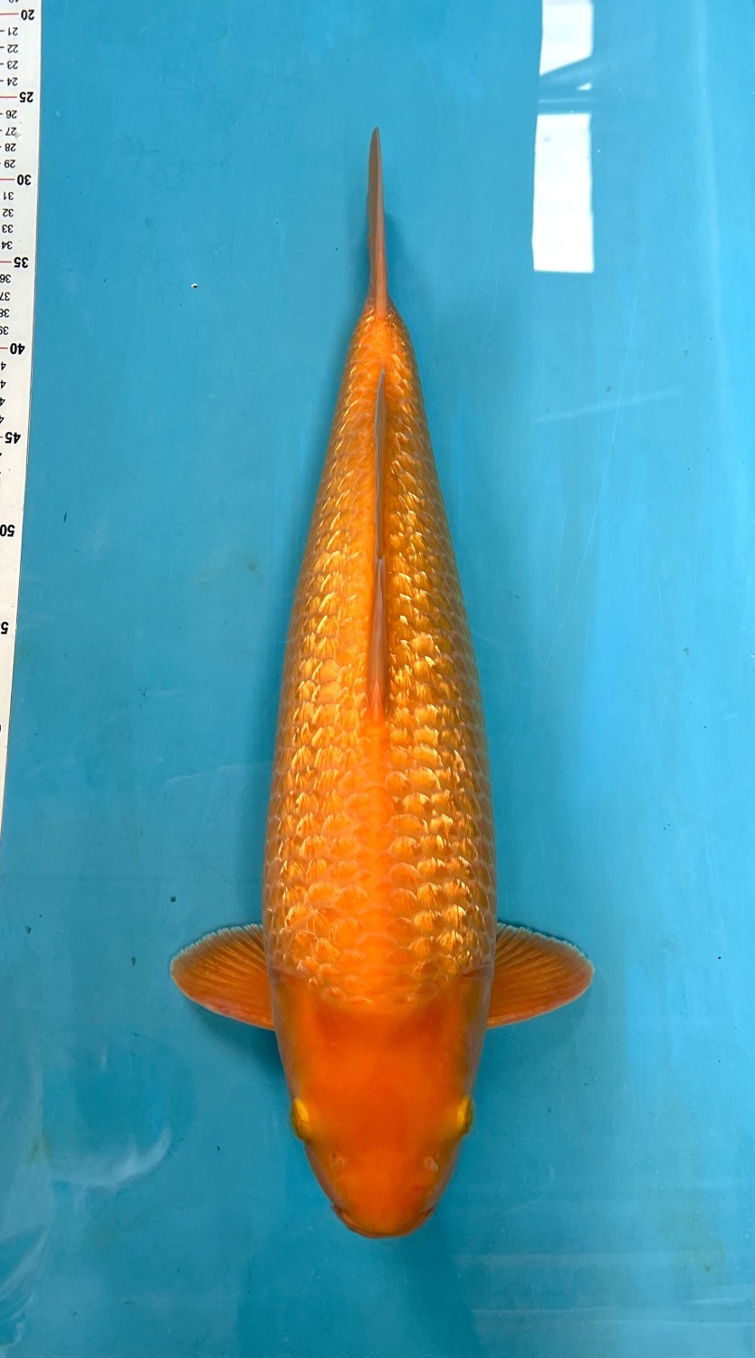 Juara 1