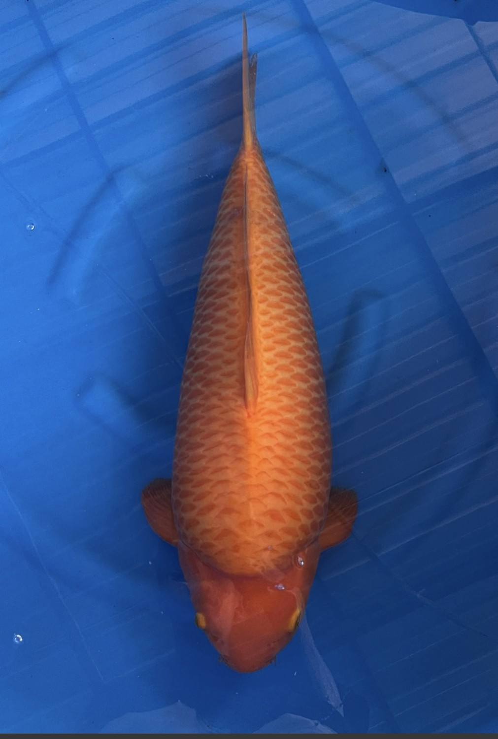 E. Kamboja Adult Champion