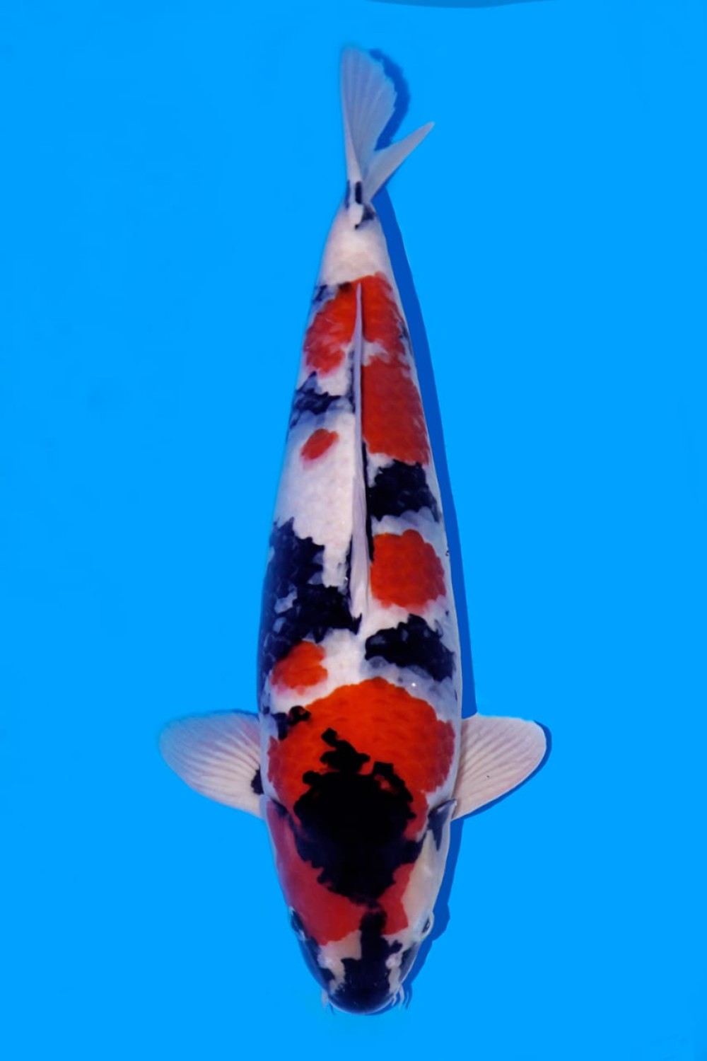 Juara 2