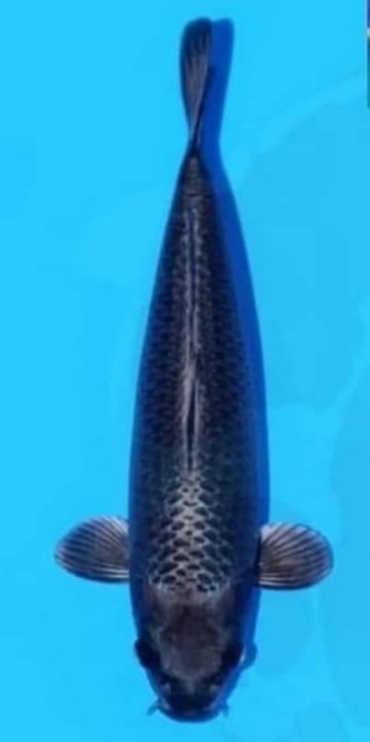 Juara 3