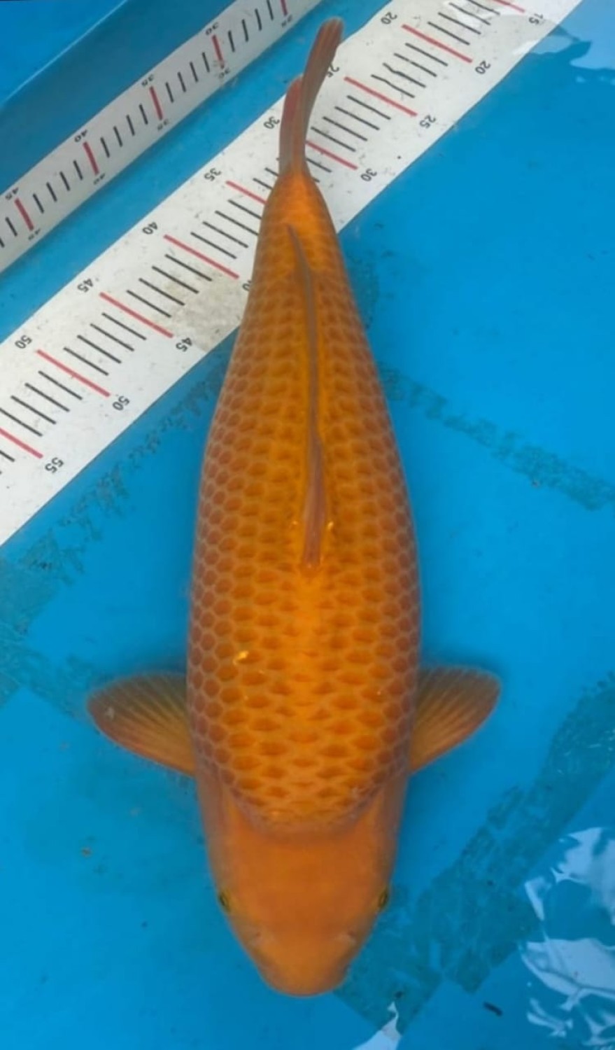 Juara 4