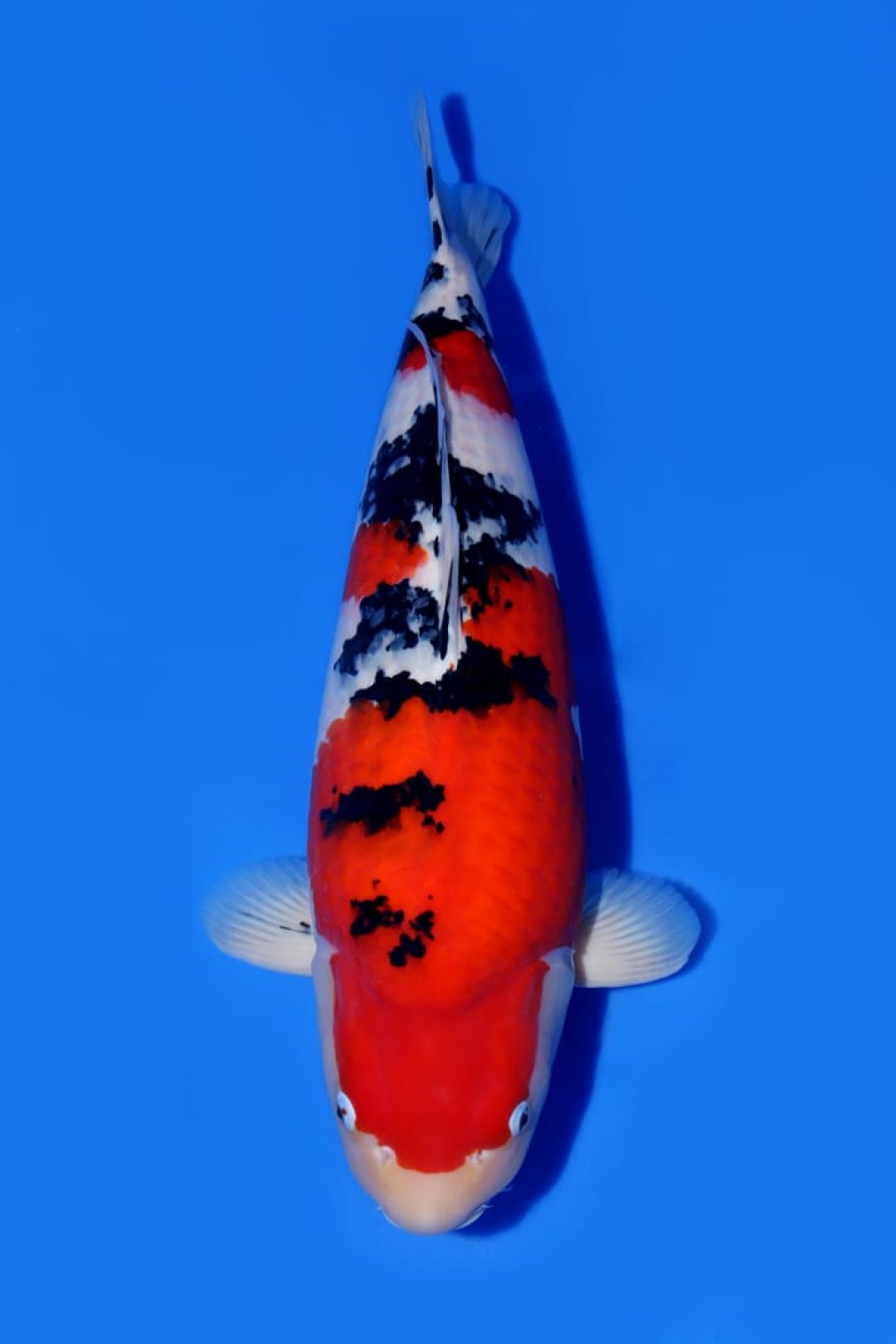 Juara 2