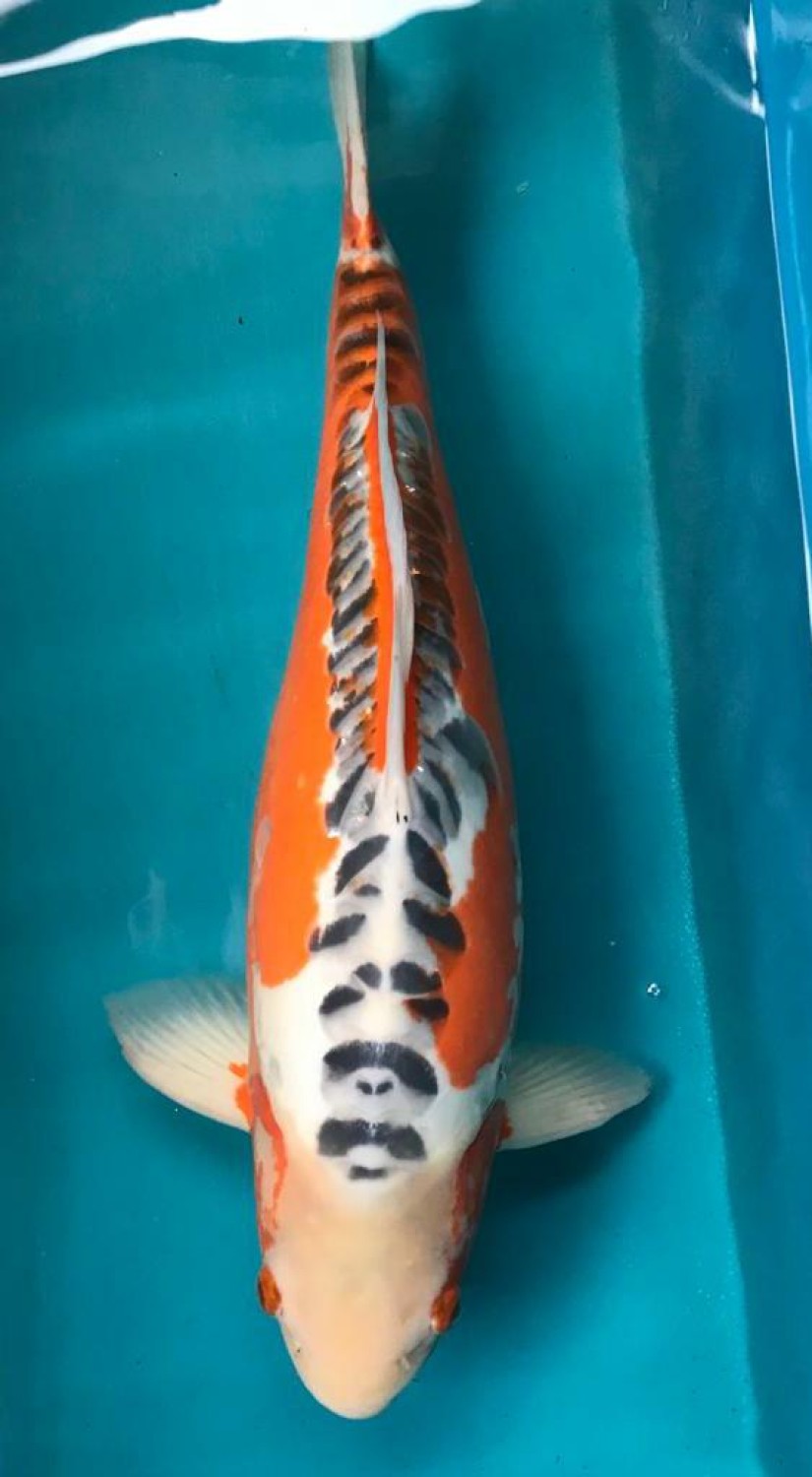 Juara 2