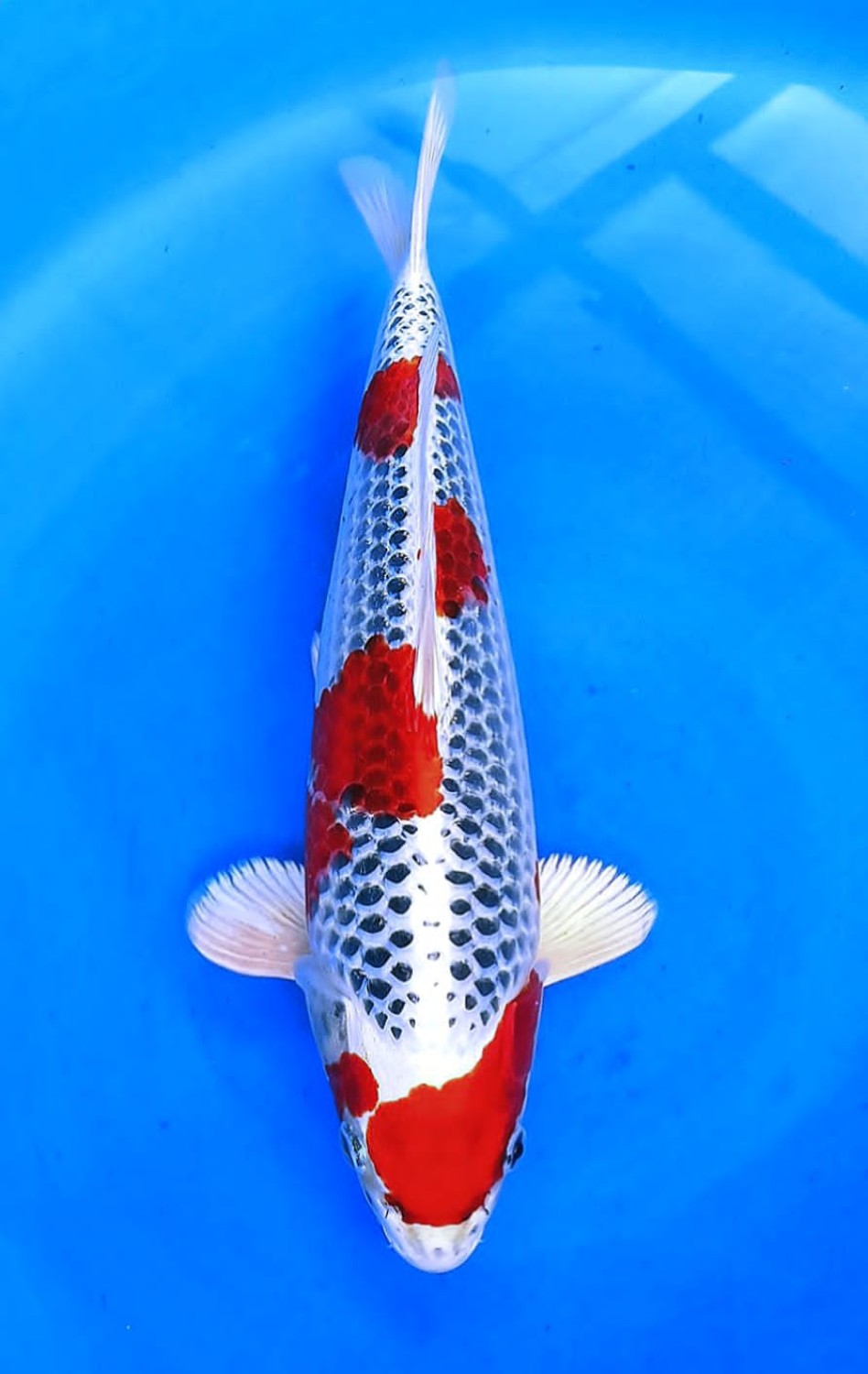 Juara 2