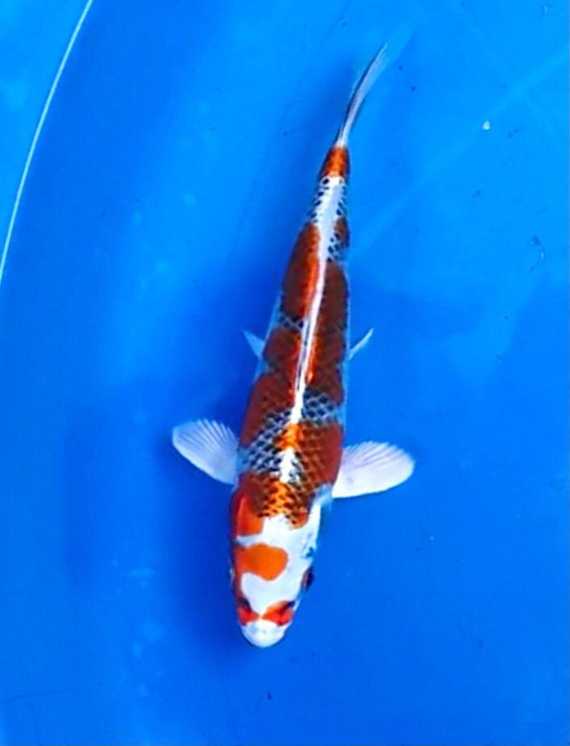 Juara 2