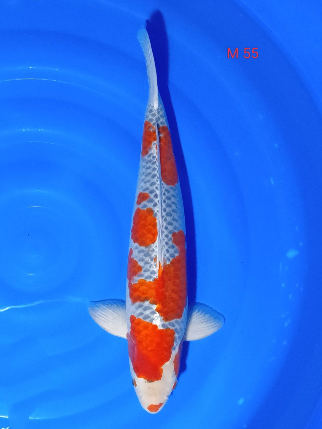 Juara 5