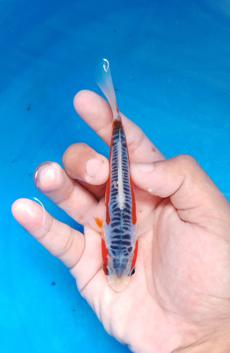 Juara 2