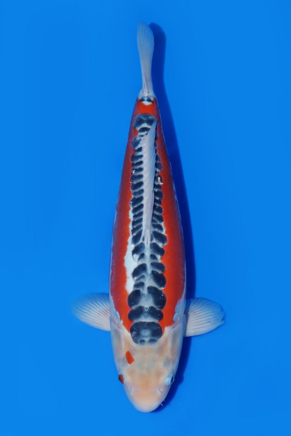 D. Cempaka Adult Champion