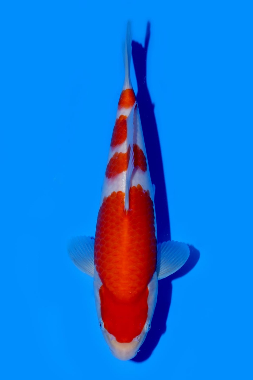 Juara 4